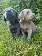 Labmaraner pups, Nederland, CDV (hondenziekte), 8 tot 15 weken, Meerdere