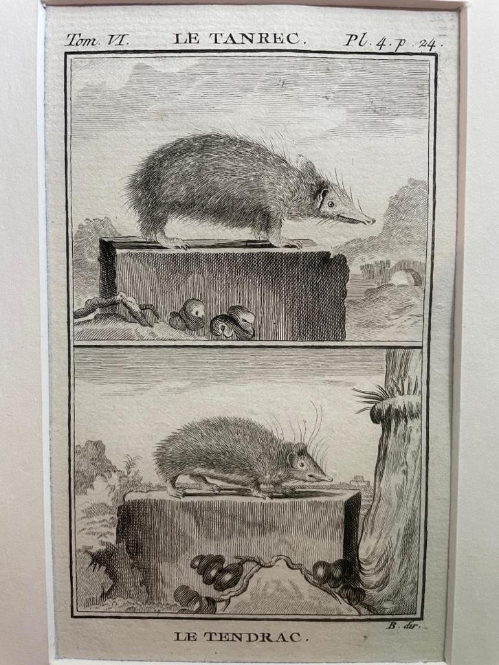 2 muizen - Le Tanrec - Le Tendrac / Buffon 1770, Antiek en Kunst, Kunst | Etsen en Gravures, Ophalen of Verzenden