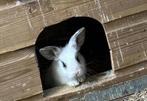 Mooie lieve baby konijntjes te koop, Dieren en Toebehoren, Konijnen, Meerdere dieren, Klein, 0 tot 2 jaar