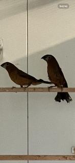 tropische vogel, Mannelijk, Tropenvogel, Geringd