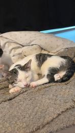 kitten 13 weken, Dieren en Toebehoren, Katten en Kittens | Raskatten | Korthaar, Kater, Ontwormd