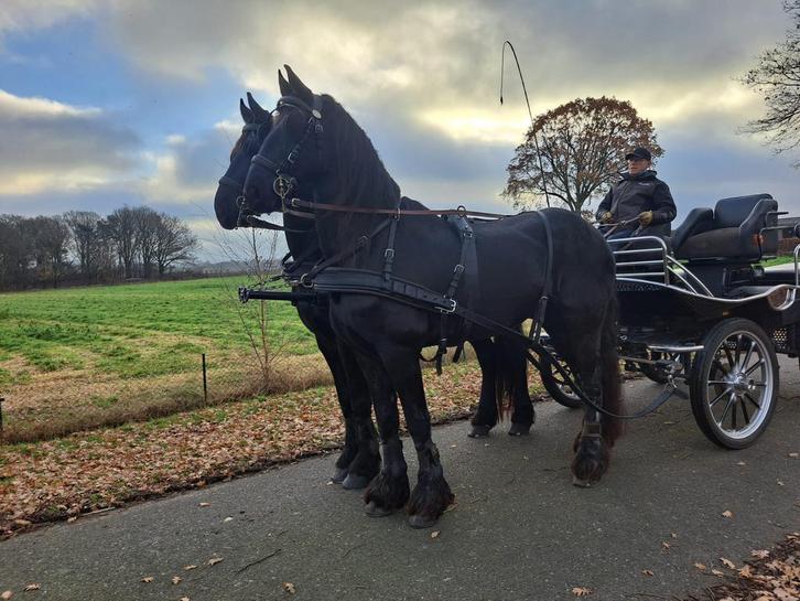 Friese Ruin, Dieren en Toebehoren, Paarden, Ruin, Recreatiepaard
