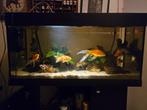 Aquarium + goudvissen, Ophalen, Gebruikt, Gevuld zoetwateraquarium