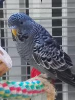 Grijze blackface, Mannelijk, Parkiet, Geringd