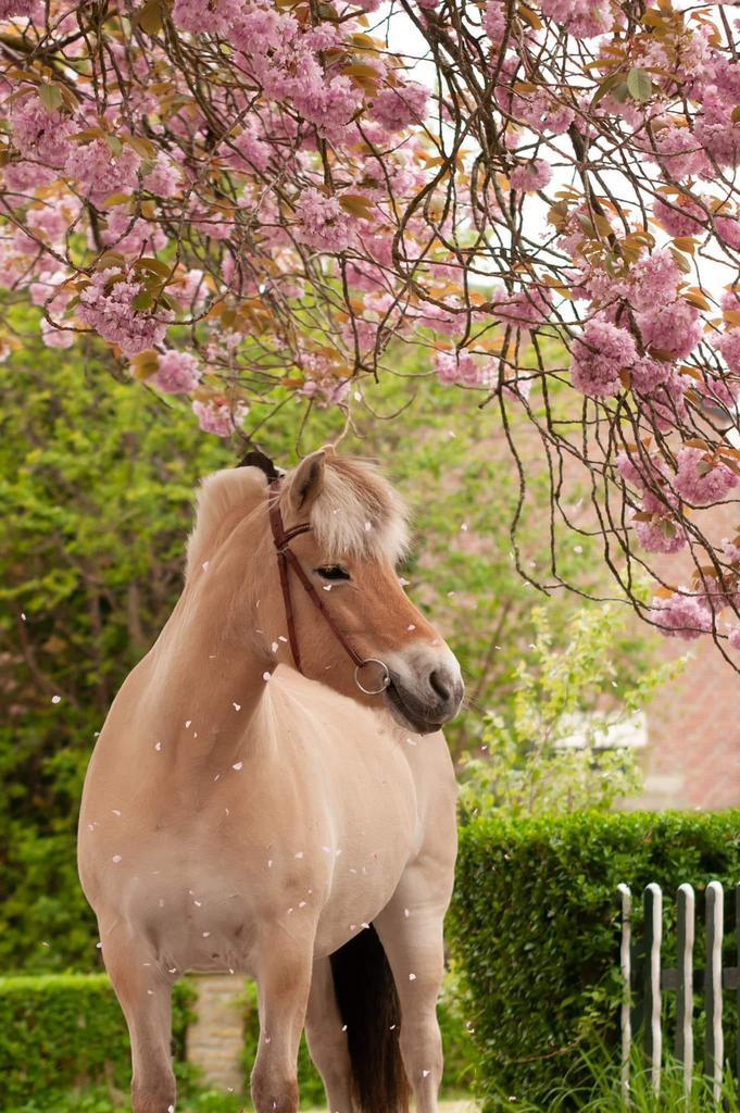 Aangeboden bijrijdpaard / lease, Dieren en Toebehoren, Paarden en Pony's | Overige Paardenspullen, Nieuw, Dressuur, Ophalen of Verzenden