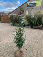 Zuilvorm hibiscus purple pillar 175-200 cm €50, Ophalen, Bloeit niet, Halfschaduw, 100 tot 250 cm