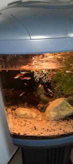 Guppen mannen Knalrood met zwarte stippen. Zie ook andr adv, Vis