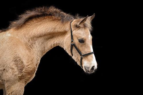 Merrieveulen met opvallende kleur en topafstamming, Dieren en Toebehoren, Pony's, Merrie, Niet van toepassing, D pony (1.37m tot 1.48m)