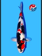 HQ female showa winterkap vijver polycarbonaat platen NIEUW, Dieren en Toebehoren, Karper of Koi