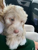 labradoodle pup medium, Rabiës (hondsdolheid), 15 weken tot 1 jaar, Eén hond, Nederland