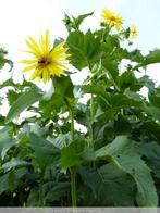 Zonnekroon indrukwekkende bijenplant Insectenplant, Vaste plant, Ophalen of Verzenden