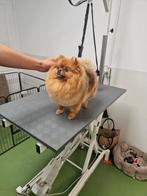 Pomeranian/dwergkees/pomeriaan trimster aangeboden, Dieren en Toebehoren, Hondenmanden, Ophalen, Nieuw, Overige