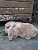 Jonge tamme kleine hangoor konijnen, Dieren en Toebehoren, Konijnen, Meerdere dieren, Hangoor
