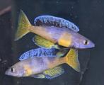 Cyprichromis Leptosoma Kitumba/ Moba - Tanganyika, Dieren en Toebehoren, Vissen | Aquariumvissen, Vis