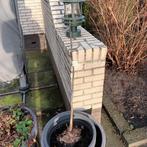 Walnotenboom-stek, Tuin en Terras, Planten | Bomen, Ophalen of Verzenden, Overige soorten
