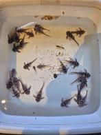 Groep L46 te koop (26 stuks), Dieren en Toebehoren, Vissen | Aquariumvissen, Vis, Zoetwatervis