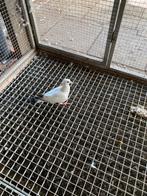 Te koop witte postduiven, Dieren en Toebehoren, Meerdere dieren, Postduif