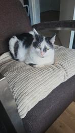 Goed tehuis gezocht voor Billy en Rocky, Dieren en Toebehoren, Katten en Kittens | Overige Katten, Meerdere dieren, Kortharig