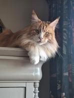Vermist: Thijs maine Coon uit Purmerend, Kat