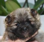 dwergkees/pomeriaan pups met Nederlandse FCI stamboom, Dieren en Toebehoren, 8 tot 15 weken, Meerdere, Meerdere dieren, Nederland