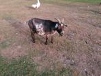 Dwerggeit, Dieren en Toebehoren, Schapen, Geiten en Varkens, Vrouwelijk, Geit