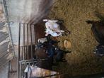 Dwerggeiten, Dieren en Toebehoren, Schapen, Geiten en Varkens, Meerdere dieren, Geit