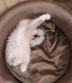 Heilige birmaan kitten poes, Dieren en Toebehoren, Katten en Kittens | Raskatten | Langhaar, Poes, Ontwormd, 0 tot 2 jaar