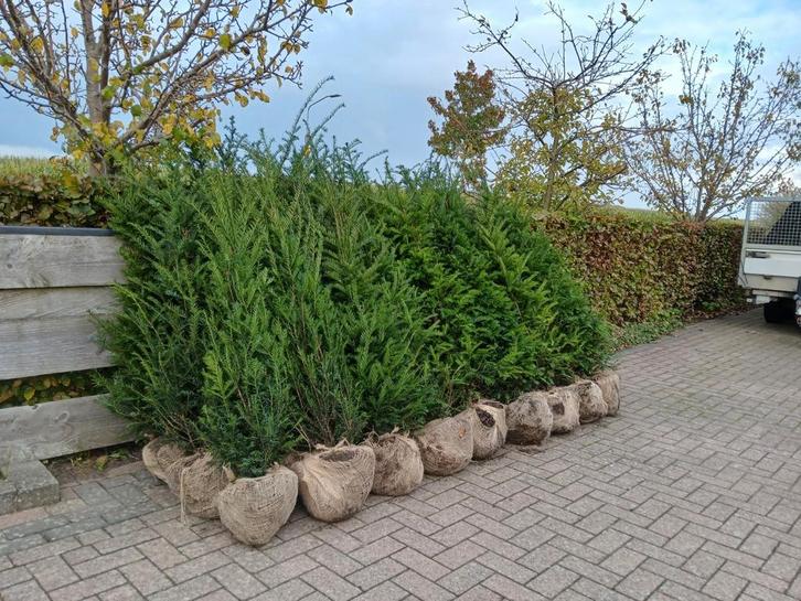Taxus Baccatta, taxushaag met kluit, 130 cm €8,75, Tuin en Terras, Planten | Struiken en Hagen, Taxus, Ophalen