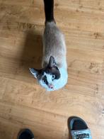 SPOED! lieve kater, Dieren en Toebehoren, Katten en Kittens | Overige Katten, Kater