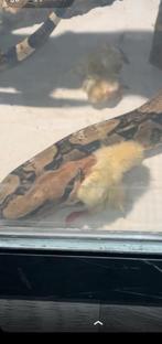 Boa constrictor imperator, Dieren en Toebehoren, Slang, 3 tot 6 jaar