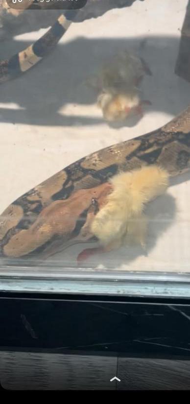 Boa constrictor imperator