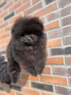 Pomeriaan pup, Dieren en Toebehoren, 15 weken tot 1 jaar, Reu, Buitenland, Meerdere
