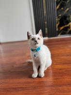 blue point britse korthaar, Kater, Ontwormd