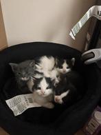 Prachtige kittens, Dieren en Toebehoren, Katten en Kittens | Overige Katten, Meerdere dieren, Kortharig, 0 tot 2 jaar