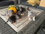 Te koop, super lieve mooie jack Russel puppy's, Dieren en Toebehoren, Rabiës (hondsdolheid), Jack Russell Terriër, 8 tot 15 weken