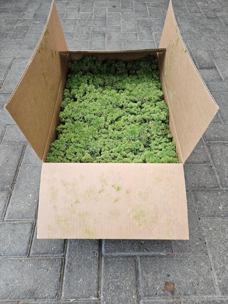 3 KG DOOS NOORS RENDIERMOS, VOOR HET MAKEN VAN MOSSCHILDERIJ, Huis en Inrichting, Woonaccessoires | Wanddecoraties, Nieuw, Ophalen of Verzenden