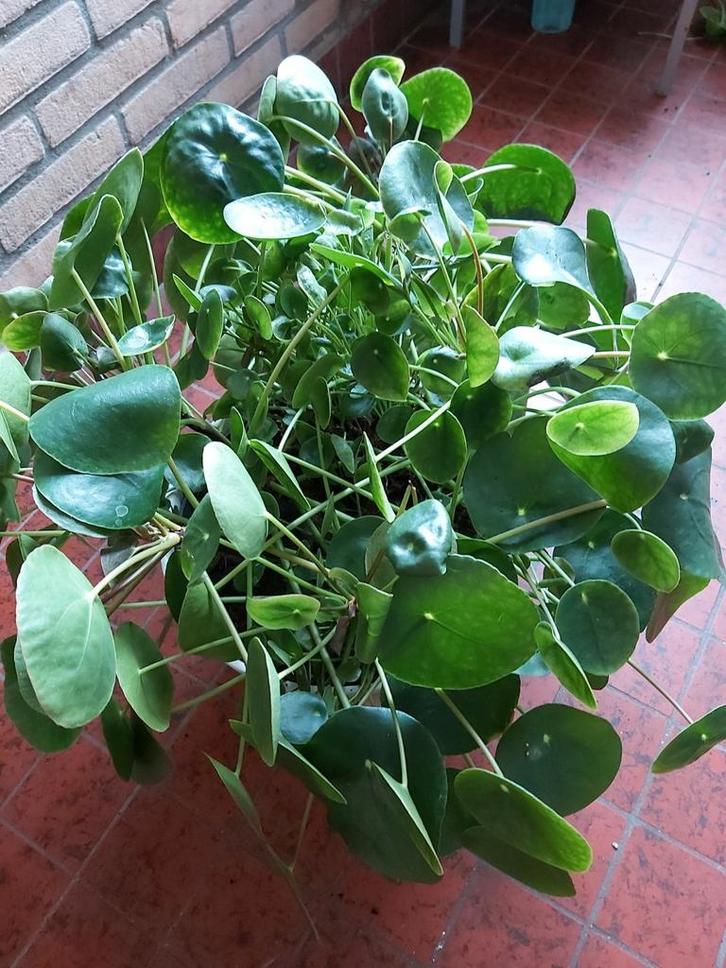 Kamerplant, Huis en Inrichting, Kamerplanten, Groenteplant, 100 tot 150 cm, Groene kamerplant, Halfschaduw, In pot, Ophalen
