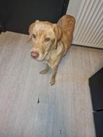 Te koop, Dieren en Toebehoren, 15 weken tot 1 jaar, Reu, Labrador retriever, Eén hond