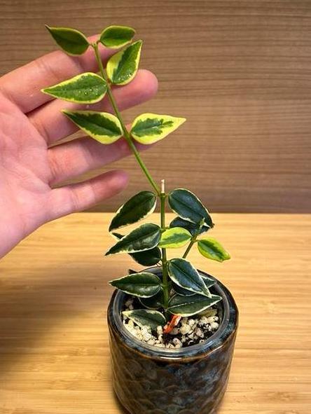 Hoya bella anneke buis (nr 1), Huis en Inrichting, Kamerplanten, Minder dan 100 cm, Halfschaduw, Ophalen of Verzenden