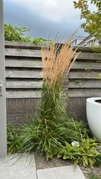 Calamagrostis acutiflora 'Karl Foerster' ​​​​​80-100 cm, Ophalen of Verzenden, Zomer, Overige soorten, Volle zon