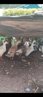 Loopeenden, Dieren en Toebehoren, Pluimvee