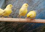 Kanaries diverse koppels., Meerdere dieren, Kleurkanarie