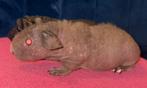 Skinny cavia beertjes, Dieren en Toebehoren, Cavia, Mannelijk, Juli, Tam