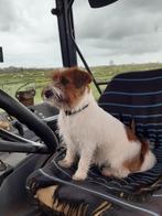 Prachtige kruisingpups, Reu, 8 tot 15 weken, Meerdere, Nederland