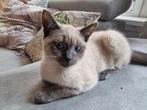 Brits korthaar kittens te koop (wit blue point), Poes, Ontwormd