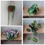 Hangplanten evt met hangpot €5, Ophalen, Overige soorten, Halfschaduw, In pot