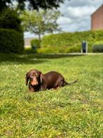 Teckel pups, Dieren en Toebehoren, Honden | Teckels en Dashonden, Particulier, Rabiës (hondsdolheid), Meerdere, 8 tot 15 weken