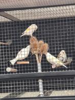 Te Koop Putters Eagel Heads  en Witkeel en wit borst, Dieren en Toebehoren, Vogels | Overige Vogels, Meerdere dieren, Wildzangvogel