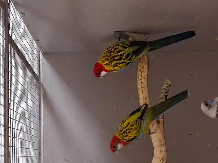 Vele soorten vogels zaterdag ochtend geopend toto 1 uur, Dieren en Toebehoren, Vogels | Parkieten en Papegaaien, Papegaai, Meerdere dieren