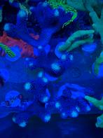 Milka stylophora koraal, Overige typen